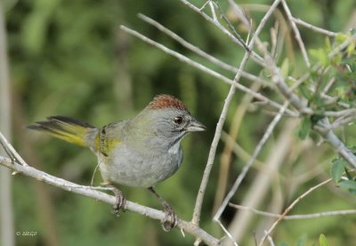 Green-tailed Towhee