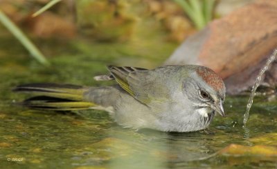 Green-tailed Towhee