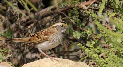 White-throated Sparrow