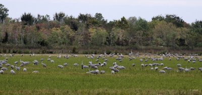 Sandhill Cranes