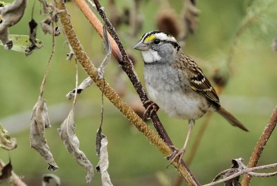 White-throated Sparrow