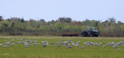 Sandhill Cranes