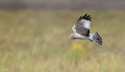 Northern Harrier