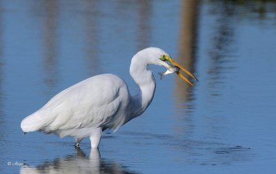 Great Egret