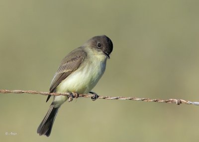 Eastern Phoebe