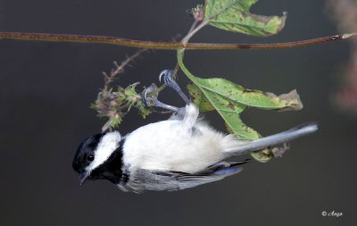 Carolina Chickadee