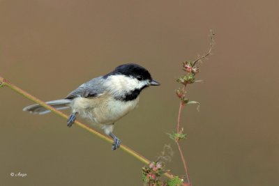 Carolina Chickadee