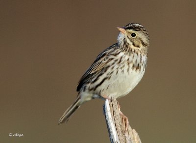Savannah Sparrow