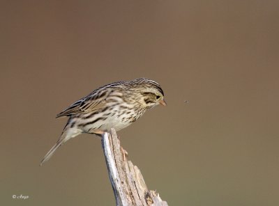 Savannah Sparrow
