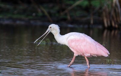 Roseate Spoonbill