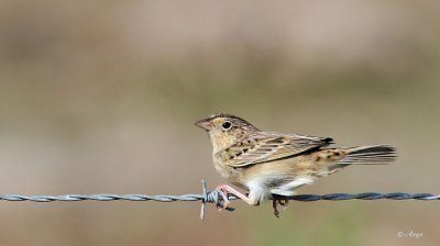 Grasshopper Sparrow