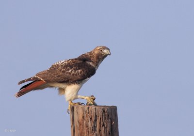 Red-tailed Hawk