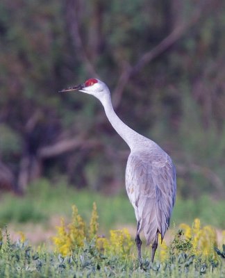 Sandhill Crane