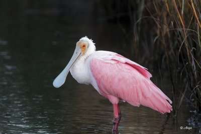 Roseate Spoonbill