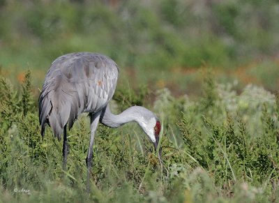 Sandhill Crane