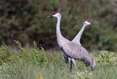 Sandhill Cranes