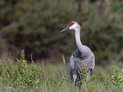 Sandhill Crane