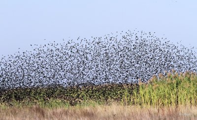 Brown-headed Cowbirds