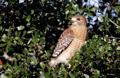 Red-shouldered Hawk