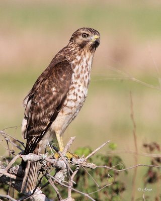 Red-tailed Hawk