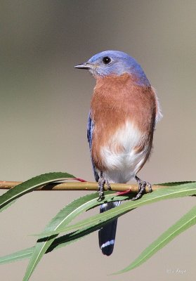 Eastern Blue-bird