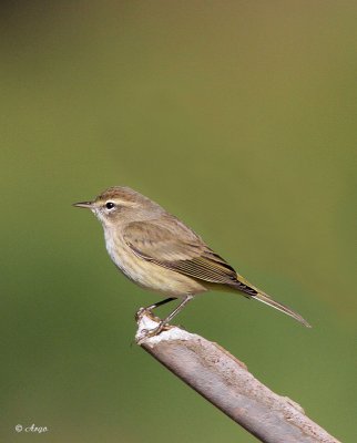 Palm Warbler