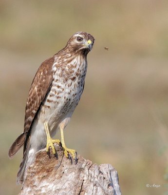 Red-tailed Hawk