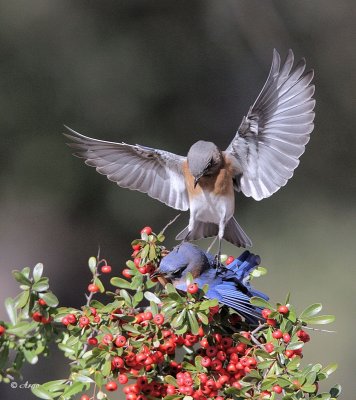 Eastern Bluebird