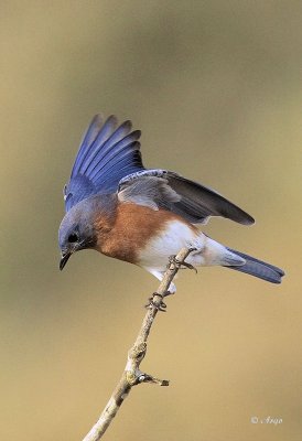 Eastern Bluebird