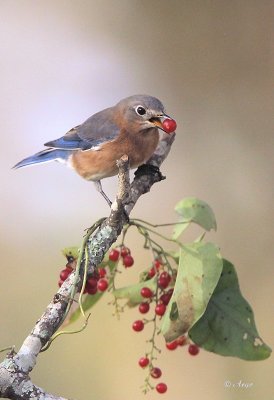 Eastern Bluebird