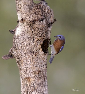 Eastern Bluebird