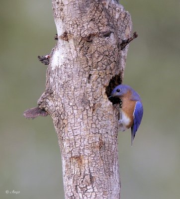 Eastern Bluebird