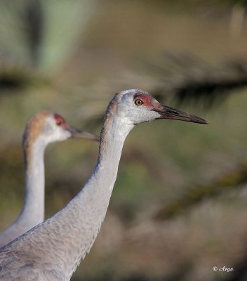 Sandhill Crane