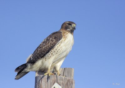 Red-tailed Hawk