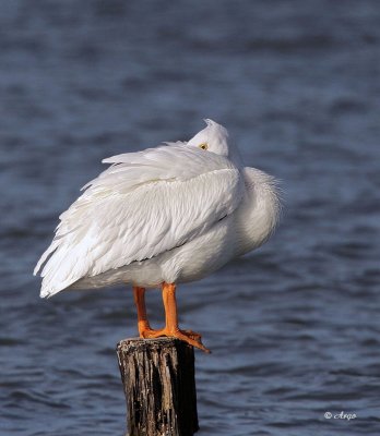 White Pelican