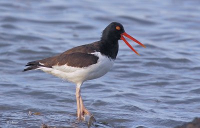 American Oystercatcher