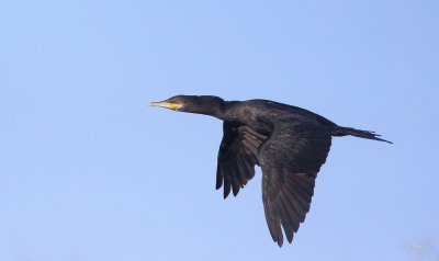 Neotropic Cormorant