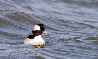 Buffelhead