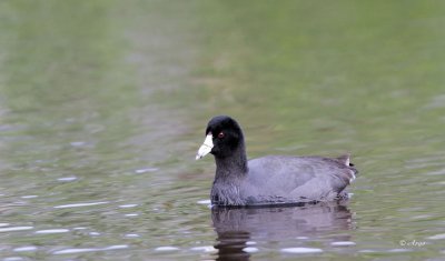 American Coot