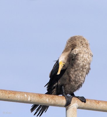 Neo-tropic Cormorant