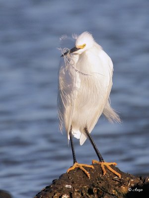 Snowy Egret