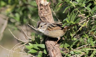 Swamp Sparrow