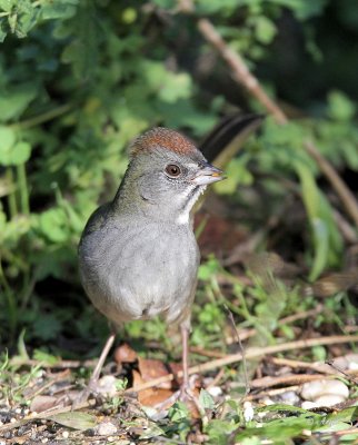 Green-tailed Towhee