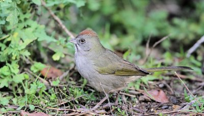 Green-tailed Towhee