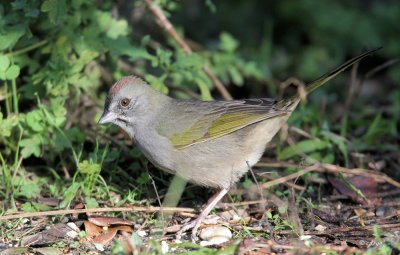 Green-tailed Towhee