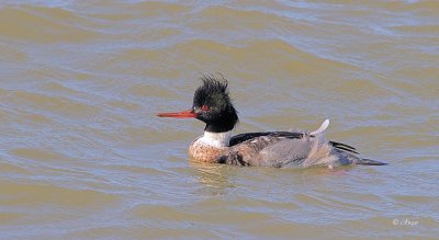 Red-breasted Merganser