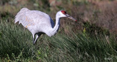 Sandhill Crane