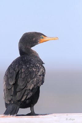 Double-crested
