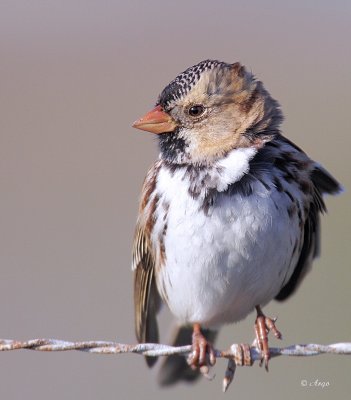 Harris's Sparrow