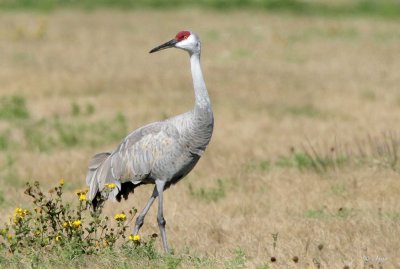 Sandhill Crane